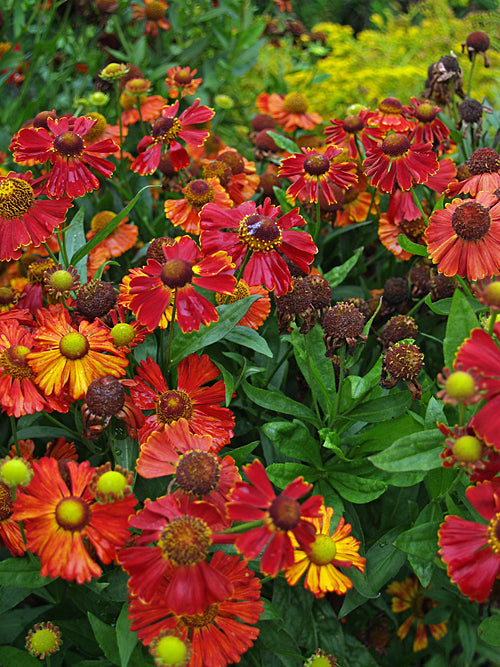 HELENIUM 'HOT LUV'