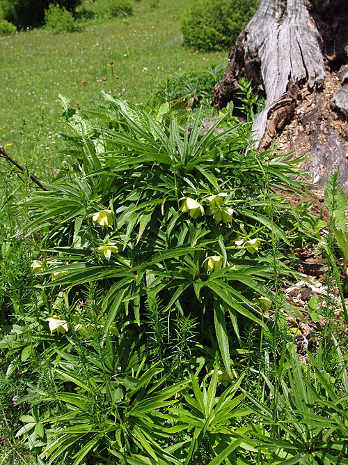 HELLEBORUS HERCEGOVINUS RCB AL-E-1