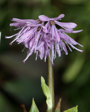 HELONIOPSIS TUBIFLORA 'TEMPLE BLUE' (Korean form BSWJ 822)