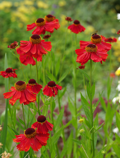 HELENIUM 'MOERHEIM BEAUTY'