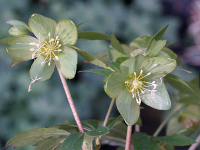 HELLEBORUS MULTIFIDUS subsp.ISTRIACUS