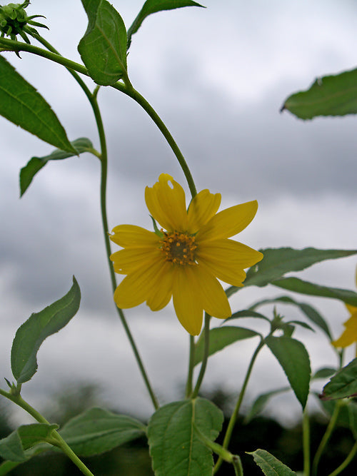 HELIANTHUS MICROCEPHALUS