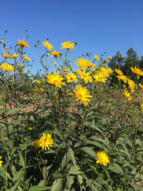 HELIANTHUS 'MONARCH 2'