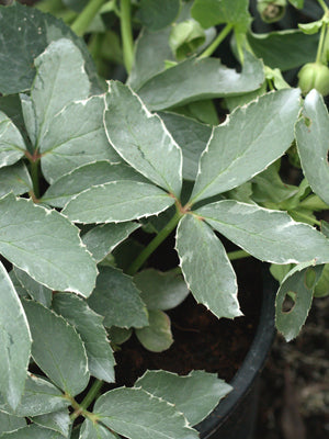 HELLEBORUS NIGER 'FOLIIS VARIEGATIS'