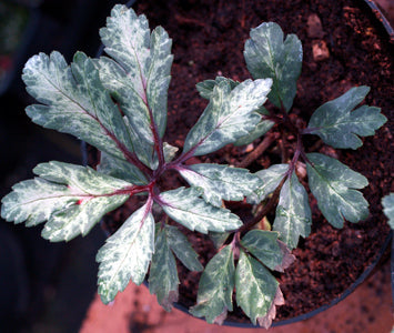HELLEBORUS NIGER 'WATTLED'