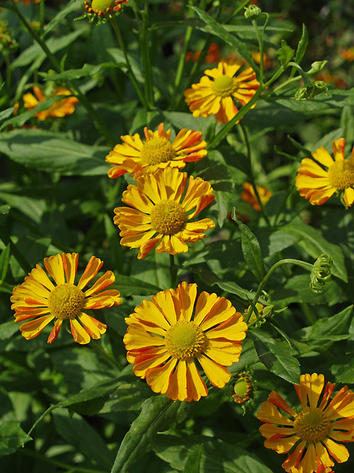 HELENIUM 'OLDENBURG'