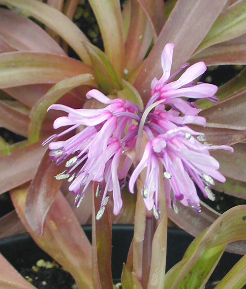 HELONIOPSIS ORIENTALIS clear pink clone