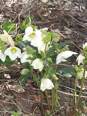 HELLEBORUS ORIENTALIS x H.NIGER 'SNOW WHITE'