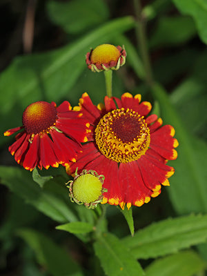 HELENIUM 'JAM TARTS'