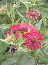HELENIUM 'POTTER'S WHEEL'