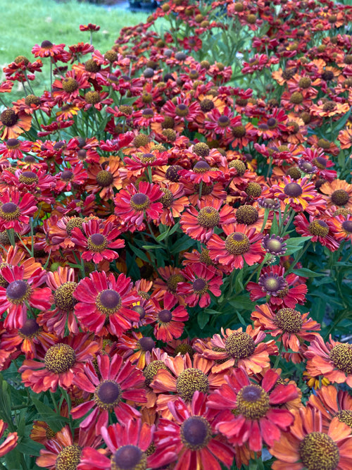 HELENIUM 'RUBY CHARM'