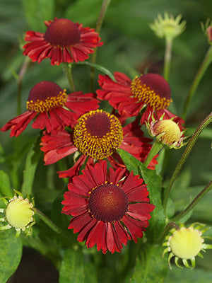 HELENIUM 'RUBY THUESDAY'
