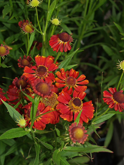 HELENIUM 'RUBINZWERG'