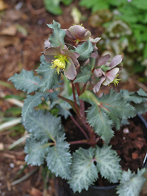 HELLEBORUS x STERNII ASHWOOD STRAIN