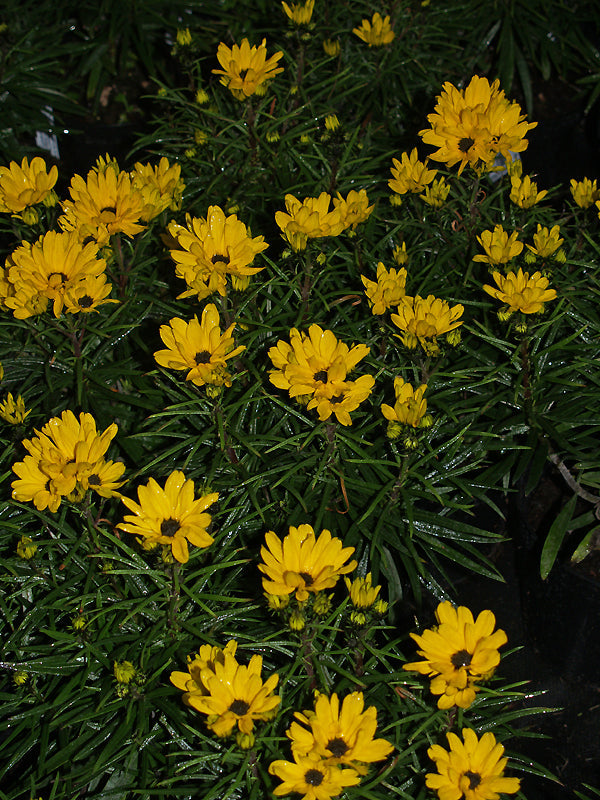 HELIANTHUS SALICIFOLIUS 'TABLE MOUNTAIN'