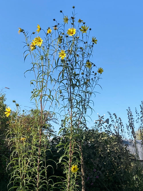 HELIANTHUS SALICIFOLIUS from Illertissen