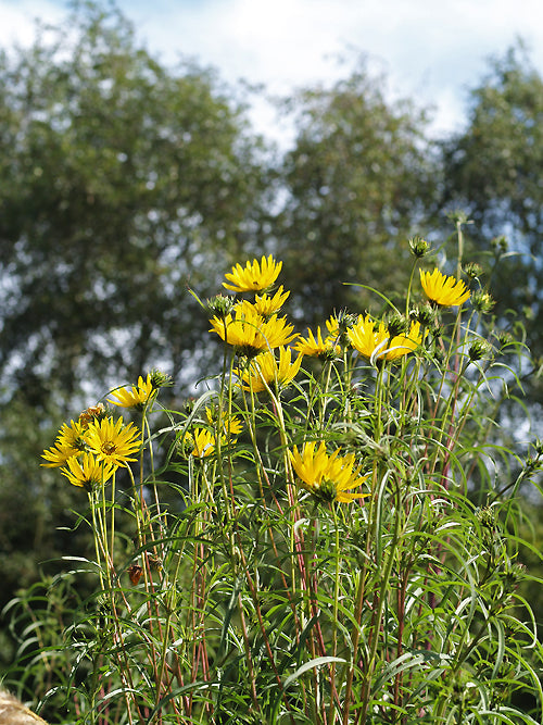 HELIANTHUS 'BITTER CHOCOLATE'