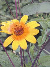 HELIANTHUS new var.1