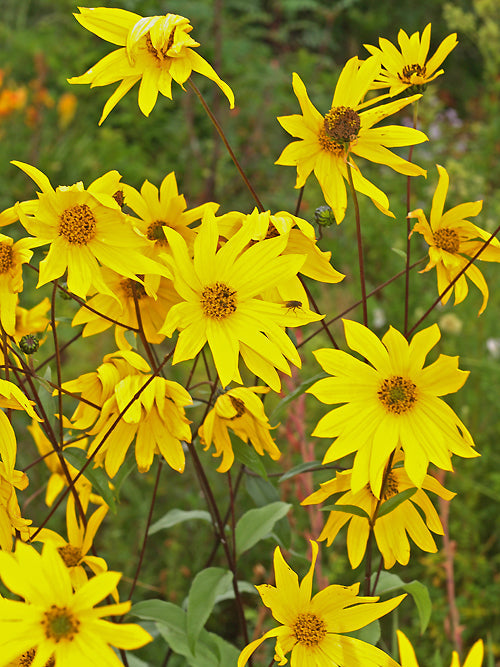 HELIANTHUS STRUMOSUS