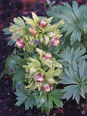 HELLEBORUS VESICARIUS