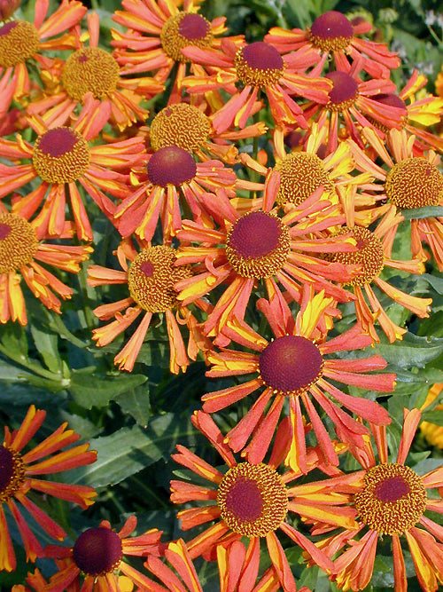 HELENIUM 'WAGON WHEEL'