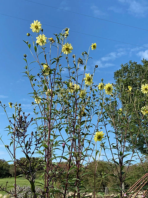 HELIANTHUS GIGANTEUS 'SHEILA'S SUNSHINE'