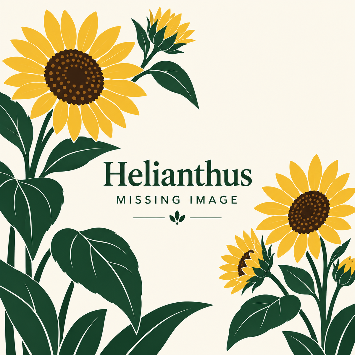 Helianthus plants for sale