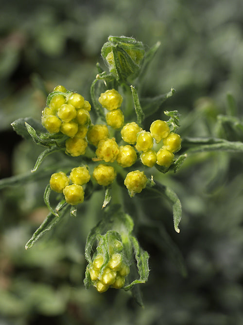 HELICHRYSUM PLICATUM