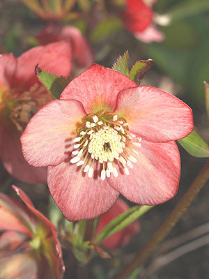 HELLEBORUS x HYBRIDUS 'APRICOT'