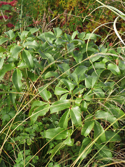 HELLEBORUS ARGUTIFOLIUS