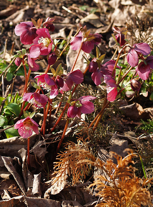 HELLEBORUS ORIENTALIS subsp.ABCHASICUS EARLY PURPLE GROUP