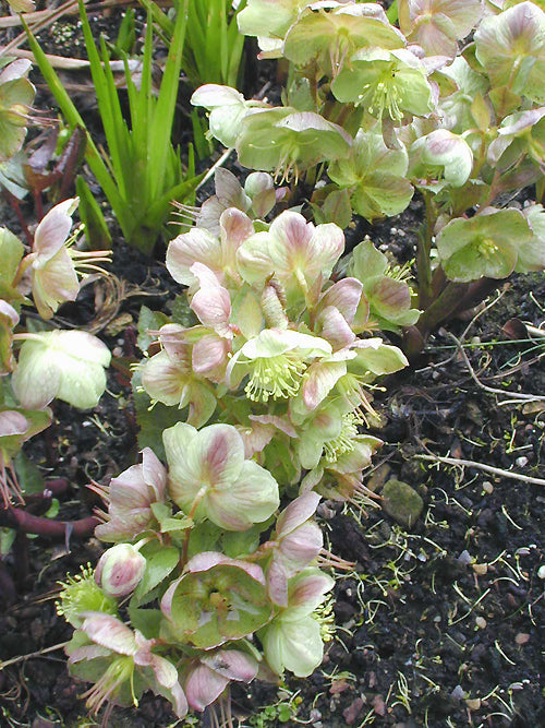 HELLEBORUS x STERNII BLACKTHORN GROUP