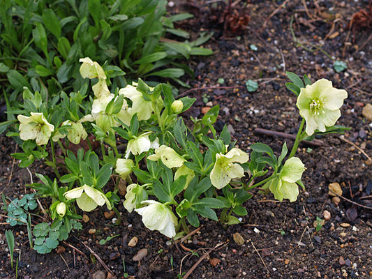 HELLEBORUS ORIENTALIS 'BLOWSIE'