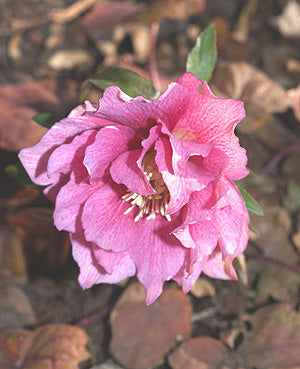 HELLEBORUS x HYBRIDUS DOUBLE HYBRID 4