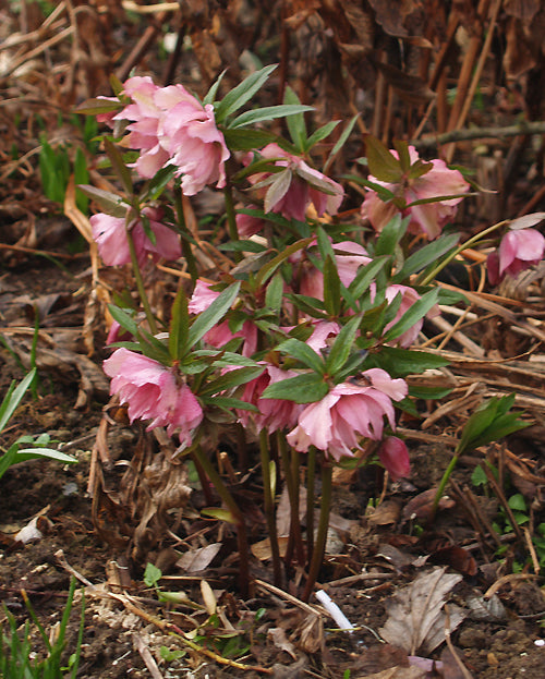 HELLEBORUS x HYBRIDUS DOUBLE LADIES mixed