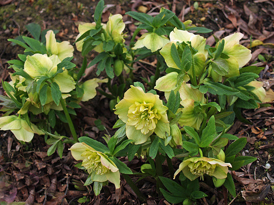 HELLEBORUS x HYBRIDUS DOUBLE HYBRID 1