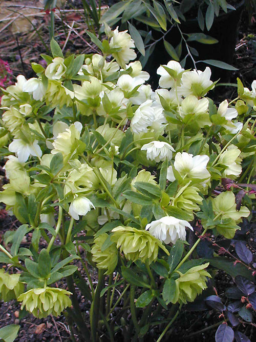 HELLEBORUS x HYBRIDUS DOUBLE WHITE