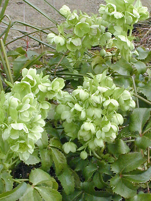 HELLEBORUS ARGUTIFOLIUS 'ELAINES FORM'