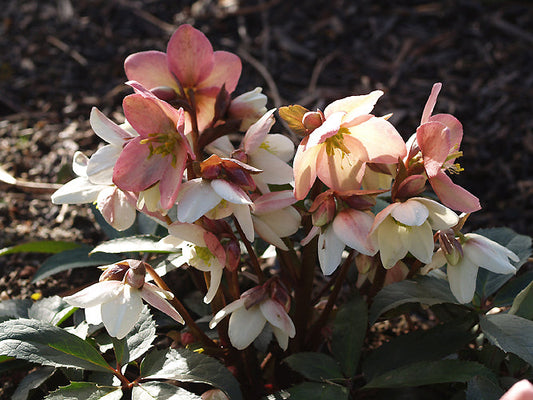 HELLEBORUS x NIGERCORS 'EMMA'