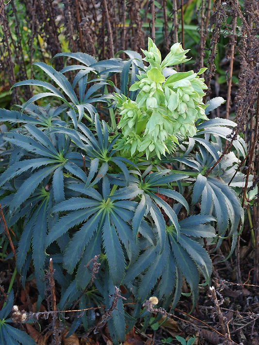 HELLEBORUS FOETIDUS 'UNIQUITY'
