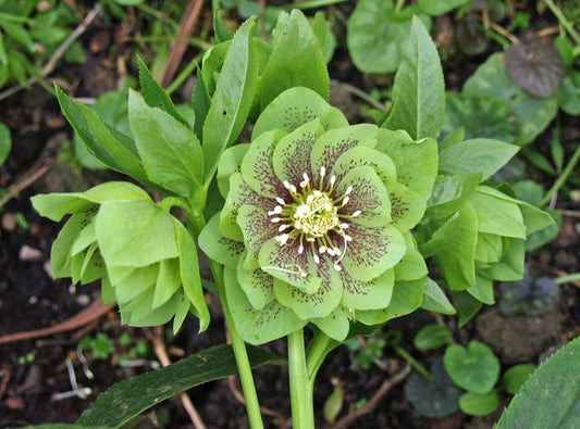 HELLEBORUS x HYBRIDUS GREEN DOUBLE