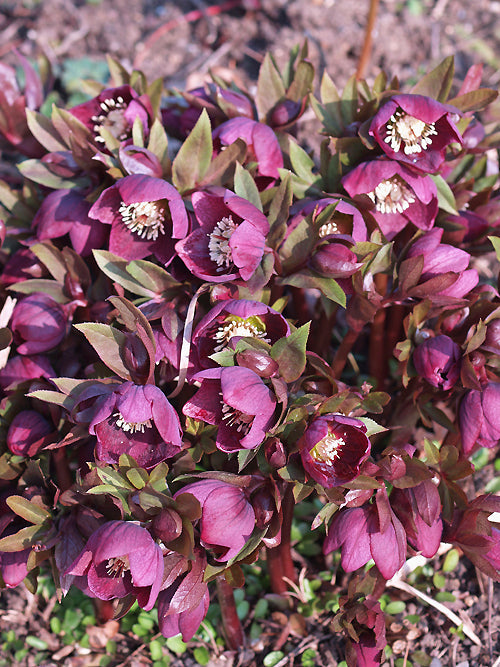 HELLEBORUS x HYBRIDUS subsp.GUTTATUS