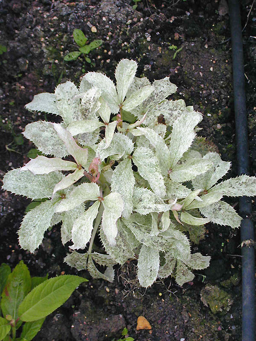 HELLEBORUS ARGUTIFOLIUS 'JANET STARM'