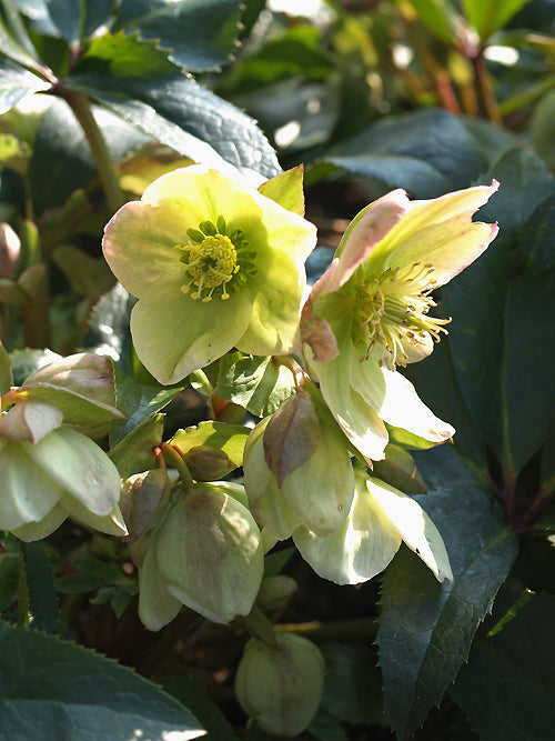HELLEBORUS x NIGERCORS 'MOONSHINE'