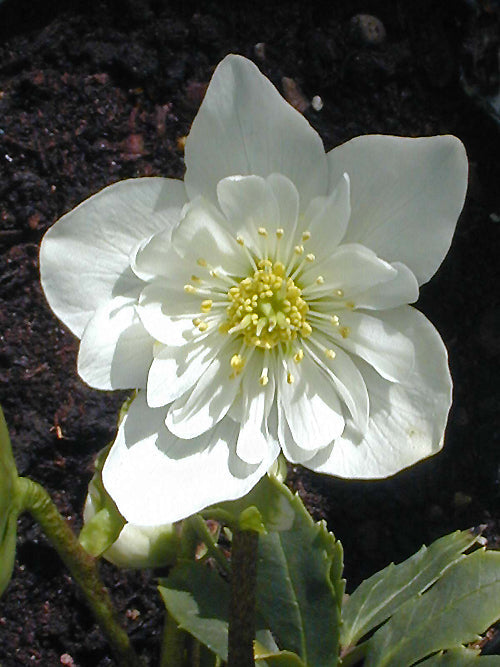 HELLEBORUS x NIGERCORS 'DOUBLE'