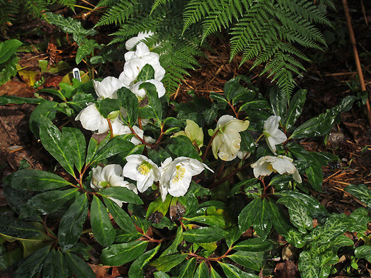 HELLEBORUS NIGER