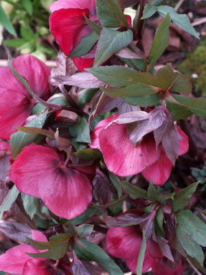 HELLEBORUS x HYBRIDUS