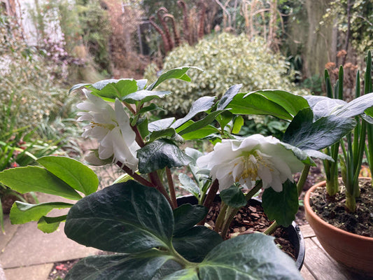 HELLEBORUS 'SNOW FRILLS'