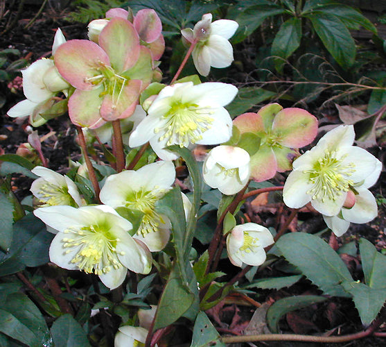 HELLEBORUS x ERICSMITHII 'BOB'S BEST'