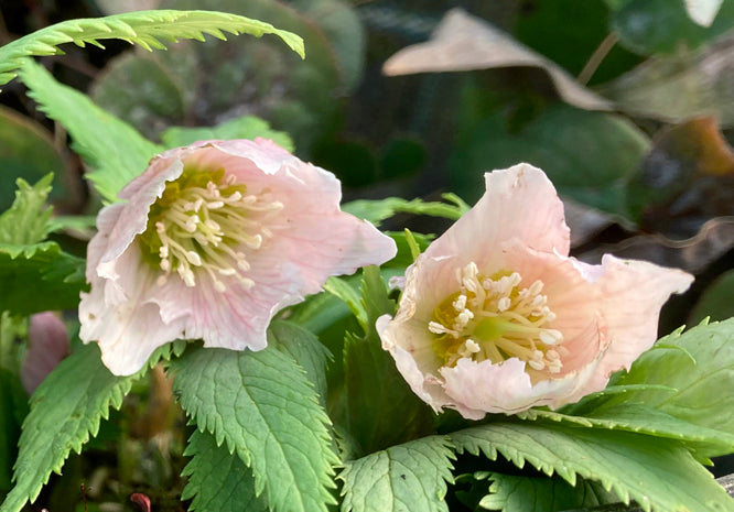 HELLEBORUS THIBETANUS